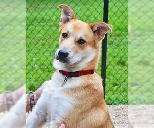 Labrador Retriever-Unknown Mix Dogs for adoption in Huntington, NY, USA