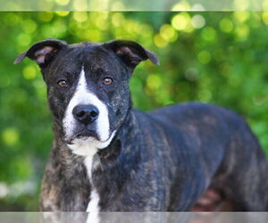 American Staffordshire Terrier-Unknown Mix Dogs for adoption in Tavares, FL, USA