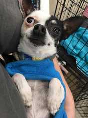Chihuahua Dogs for adoption in Sylmar, CA, USA