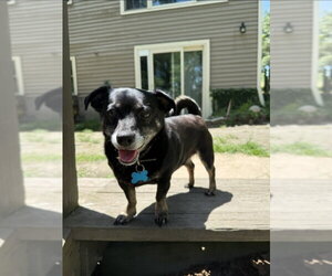 Chiweenie Dogs for adoption in East Derry, NH, USA