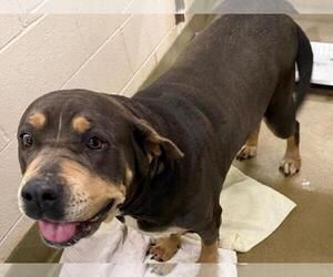 American Pit Bull Terrier-Unknown Mix Dogs for adoption in Moreno Valley, CA, USA