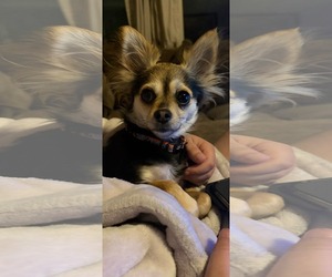 Chihuahua-Unknown Mix Dogs for adoption in Dallas, TX, USA