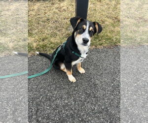 Mutt Dogs for adoption in Garden City, NY, USA
