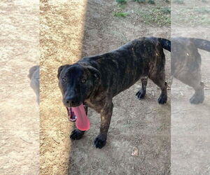 Labrador Retriever-Plott Hound Mix Dogs for adoption in San Diego, CA, USA