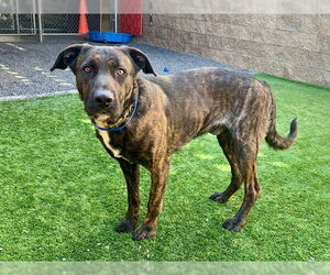 Holland Shepherd-Unknown Mix Dogs for adoption in Moreno Valley, CA, USA