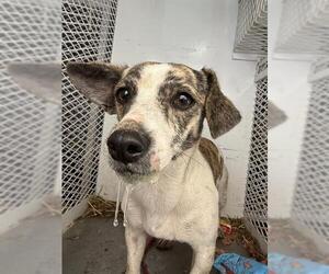 Chihuahua Dogs for adoption in Bakersfield, CA, USA