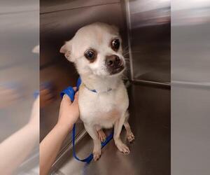 Chihuahua-Unknown Mix Dogs for adoption in Houston, TX, USA