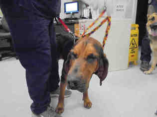 Bloodhound Dogs for adoption in Lacombe, LA, USA