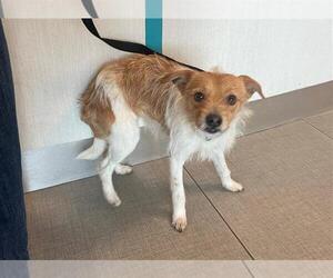 Mutt Dogs for adoption in Rancho Cucamonga, CA, USA