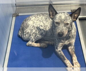 Australian Cattle Dog Dogs for adoption in San Bernardino, CA, USA