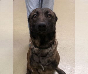 Mutt Dogs for adoption in Petaluma, CA, USA