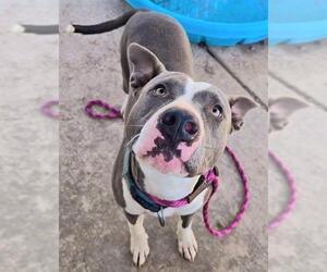American Pit Bull Terrier Dogs for adoption in Sacramento, CA, USA