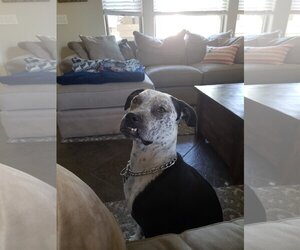 American Pit Bull Terrier-American Staffordshire Terrier Mix Dogs for adoption in Chandler, AZ, USA