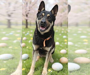 German Shepherd Dog-Unknown Mix Dogs for adoption in Talladega, AL, USA