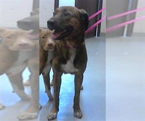 American Pit Bull Terrier Dogs for adoption in Fayetteville, NC, USA