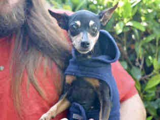 Miniature Pinscher Dogs for adoption in Santa Barbara, CA, USA