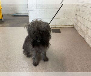 Mutt Dogs for adoption in San Bernardino, CA, USA