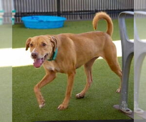 Labrador Retriever-Unknown Mix Dogs for adoption in Canton, CT, USA