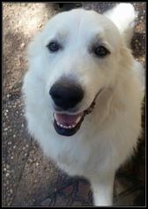 Great Pyrenees Dogs for adoption in Spring, TX, USA