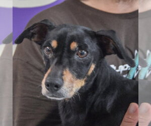 Chiweenie Dogs for adoption in Huntley, IL, USA