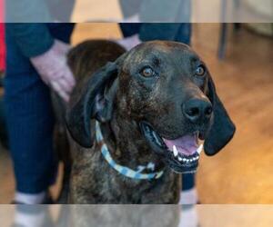 Black and Tan Coonhound-Labrador Retriever-Unknown Mix Dogs for adoption in Herndon, VA, USA