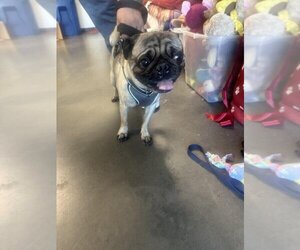 Pug Dogs for adoption in encino, CA, USA
