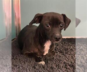 Chihuahua-Unknown Mix Dogs for adoption in San Antonio, TX, USA