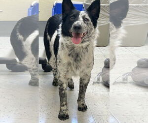 Mutt Dogs for adoption in Paso Robles, CA, USA