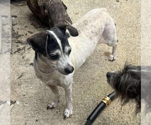 Rat-Cha Dogs for adoption in Princeton, MN, USA