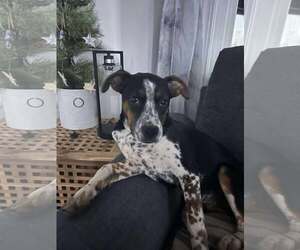 Coonhound-Unknown Mix Dogs for adoption in pomfret, CT, USA