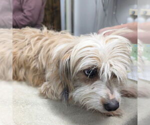 Mutt Dogs for adoption in Chico, CA, USA