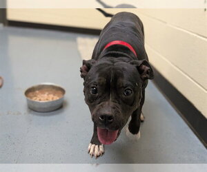 American Pit Bull Terrier Dogs for adoption in Denver, CO, USA