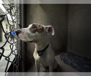 American Pit Bull Terrier Dogs for adoption in San Bernardino, CA, USA