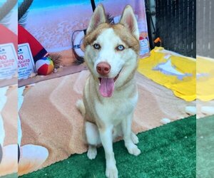 Siberian Husky Dogs for adoption in Long Beach, CA, USA