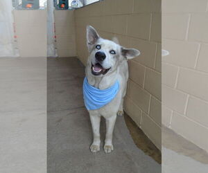 Great Pyrenees-Unknown Mix Dogs for adoption in McKinney, TX, USA