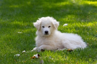 Great Pyrenees Dogs for adoption in Plainfield, IL, USA