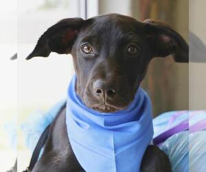 Labrador Retriever-Unknown Mix Dogs for adoption in San Antonio, TX, USA