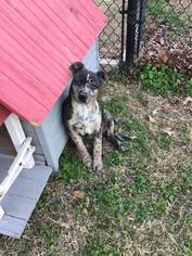 Catahoula Leopard Dog-Unknown Mix Dogs for adoption in Lindale , TX, USA