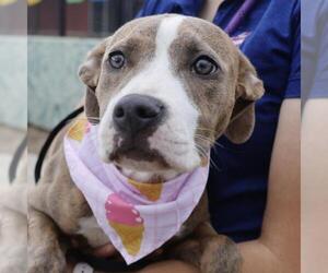American Staffordshire Terrier-Unknown Mix Dogs for adoption in San Antonio, TX, USA