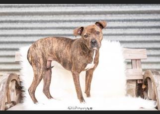 Bullboxer Pit Dogs for adoption in Warwick, RI, USA