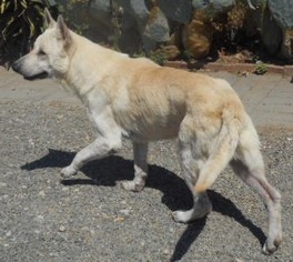 German Shepherd Dog Dogs for adoption in Yucaipa, CA, USA