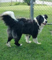 Border Collie Dogs for adoption in Seymour, IN, USA