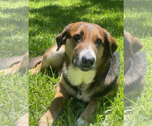 Mutt Dogs for adoption in Fort Worth, TX, USA