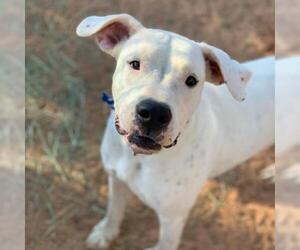 Bulloxer Dogs for adoption in Kanab, UT, USA