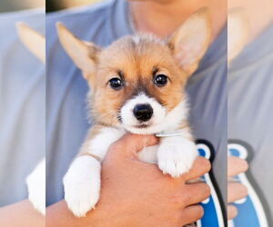 Bull Terrier-Pembroke Welsh Corgi Mix Dogs for adoption in Corona, CA, USA