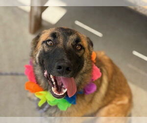 German Shepherd Dog-Unknown Mix Dogs for adoption in Tulsa, OK, USA