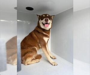 - Mix Dogs for adoption in Houston, TX, USA