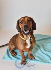 Basset Hound-Bloodhound Mix Dogs for adoption in Oxford, MI, USA