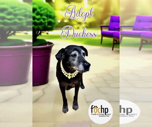 Labrador Retriever Dogs for adoption in Menifee, CA, USA