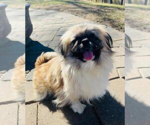 Pekingese Dogs for adoption in Belleuve, NE, USA